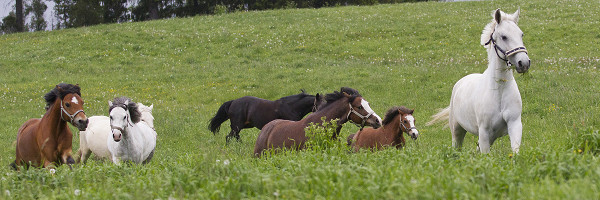 Multi-colored horses running in a field