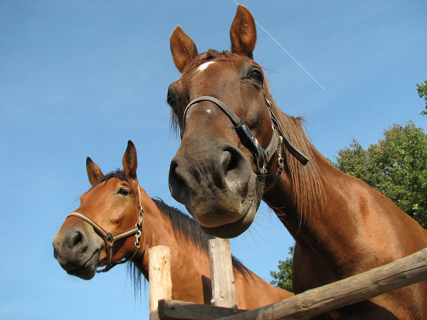 Two horses leaning over fence