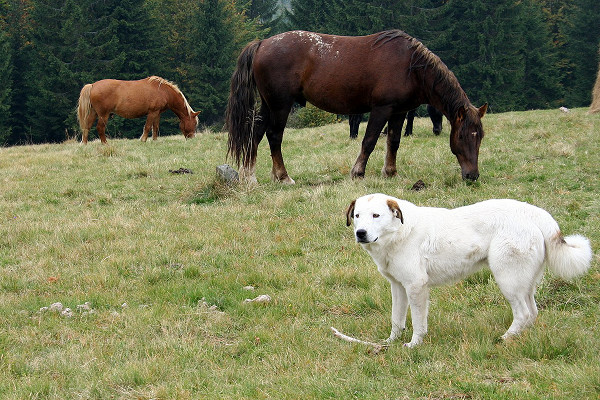 Horses grazing in a field with a dog in the foreground