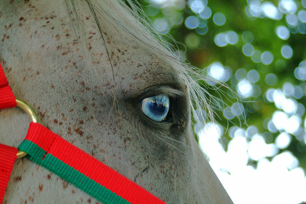 Close up of bright blue horse eye