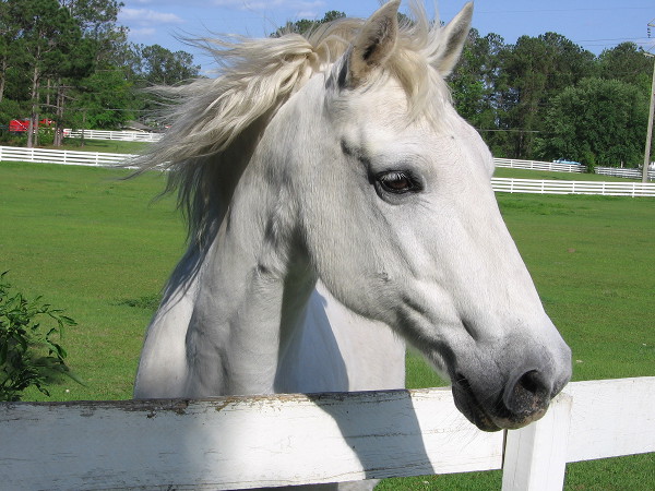 White horse head looking over fence