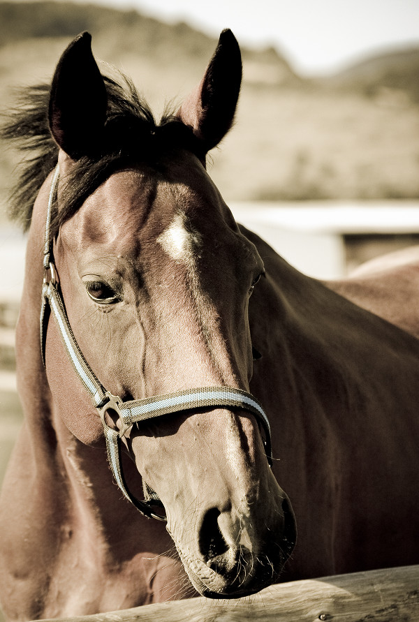 Bay horse looking into the camera
