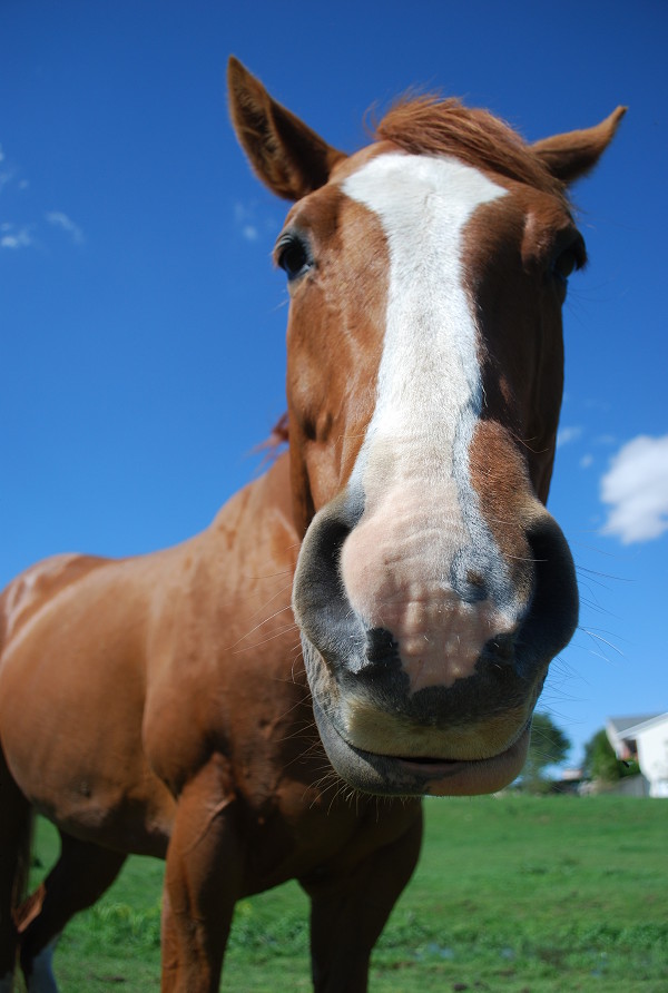 chestnut horse face very close up