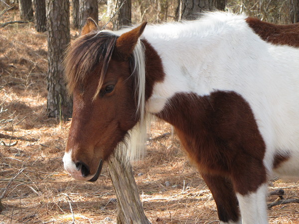 Bay pinto Chincoteague pony