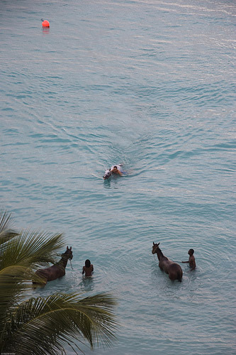 Men and horses swimming together