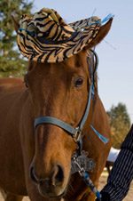 Horse with a hat on