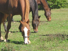 HorseNet Horses