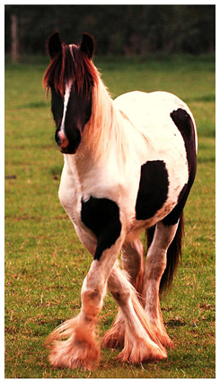 A horse standing with it's front legs crossed