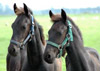 Horseplay