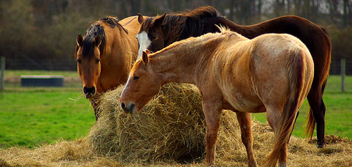 Horses eating hay