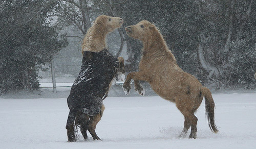 Horses Playing Horses Playing
