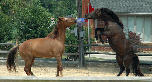 Horses Playing