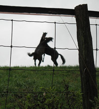 Horses Playing