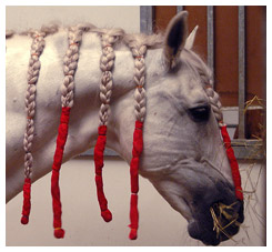 White horse with braids