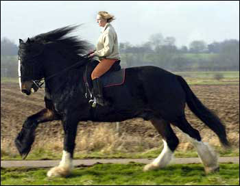 Huge horse Woman riding a huge horse