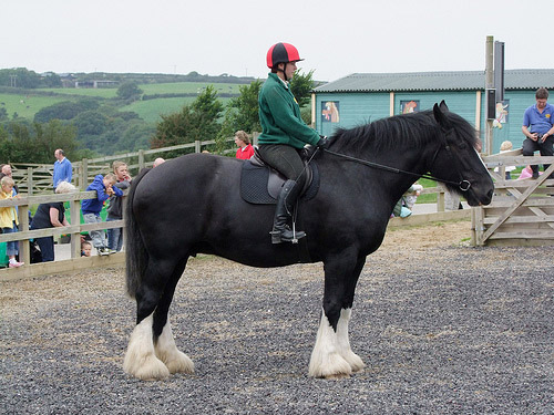 Huge horse Woman riding a huge horse