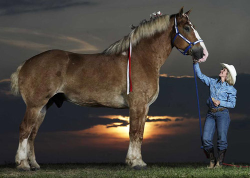 Huge horse Woman with a huge horse