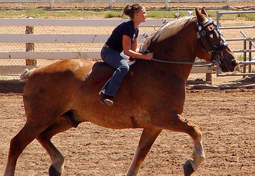Huge horse Woman riding a huge horse