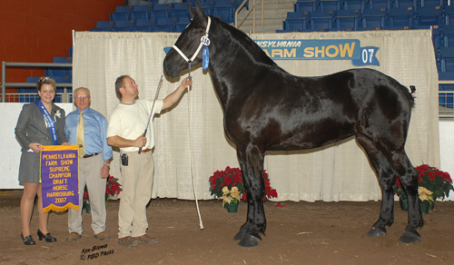 Huge horse Man holding a huge horse