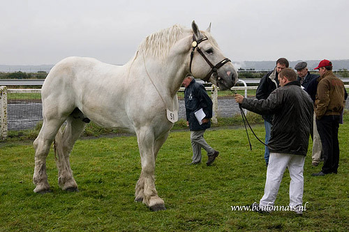 Huge horse Man holding a huge horse