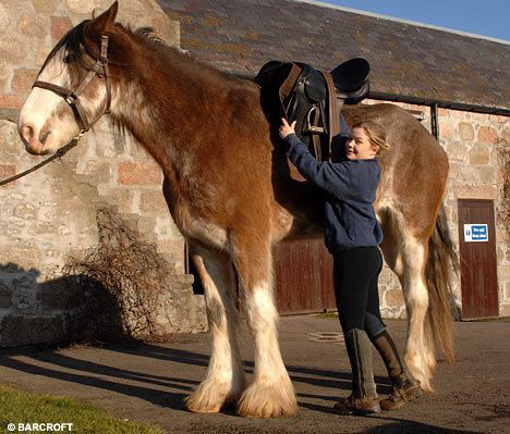 Huge Horse Woman putting saddle on a huge horse