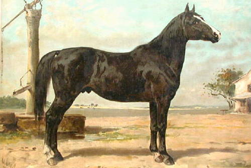 ungarsk hest