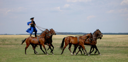 Hungarian Horse Show Horse in Hungary