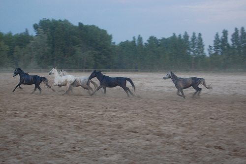Horse in Hungary