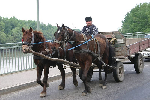 Horse in Hungary
