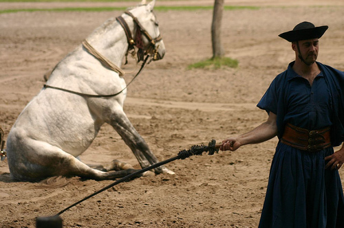 Horse in Hungary