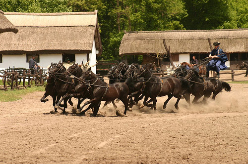 Horse in Hungary