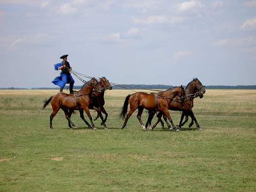 Horse in Hungary