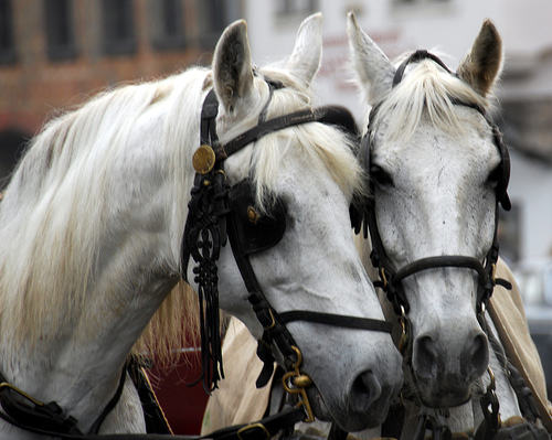 Horse in Hungary