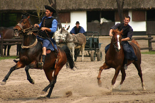 Horse in Hungary