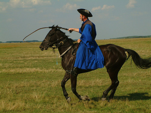 Horse in Hungary