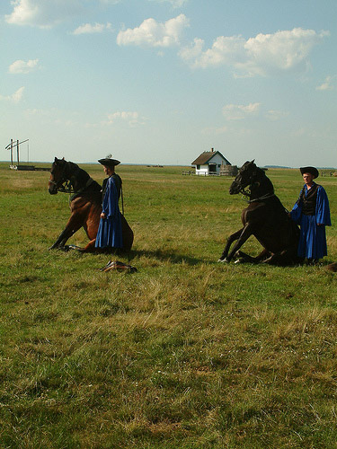 Horse in Hungary