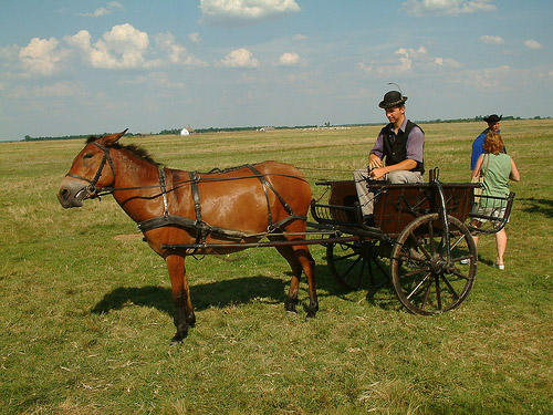 Horse in Hungary
