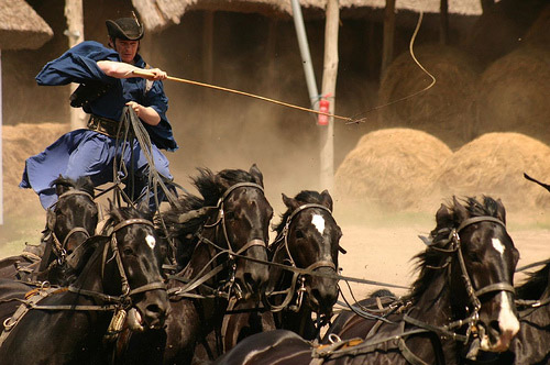 Horse in Hungary