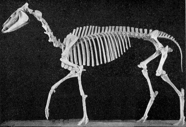 Hypohippus Skeleton
