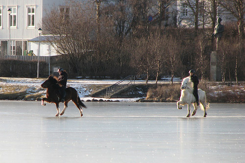 Horses with riders in Iceland Horses with riders in Iceland