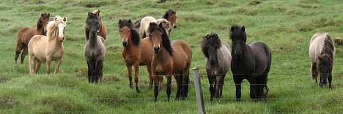 Horses in Iceland Horses in Iceland