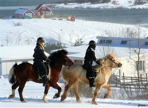 Horses with riders in Iceland Horses with riders in Iceland