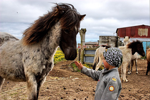 Horses with riders in Iceland