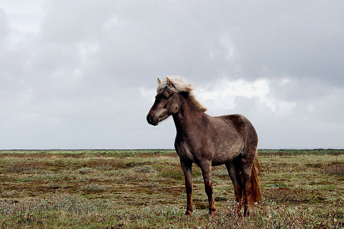 Horse in Iceland Horse in Iceland