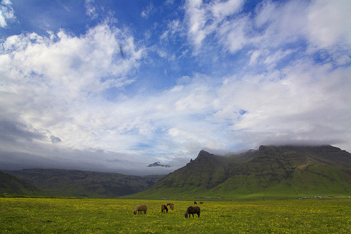 Horses in Iceland Horses in Iceland