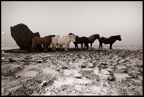 Horses in Iceland Horses in Iceland