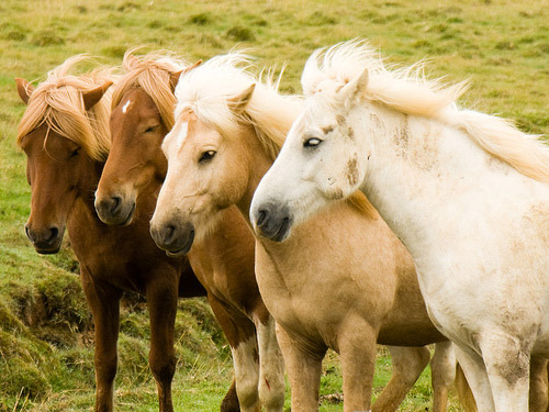 Horses in Iceland Horses in Iceland