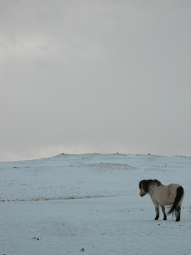 Horse in Iceland Horse in Iceland