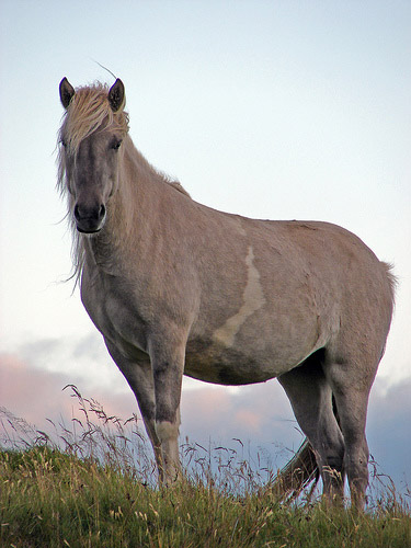 Horse in Iceland Horse in Iceland