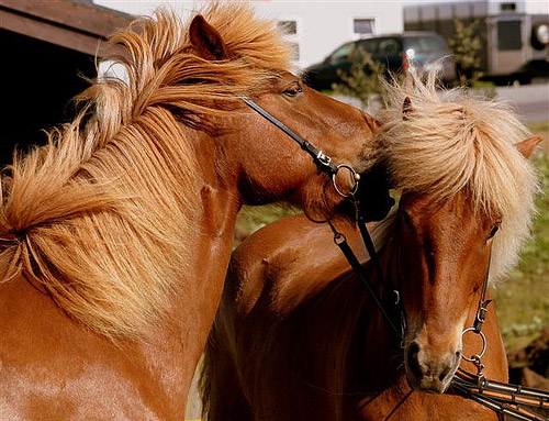 Horses in Iceland Horses in Iceland